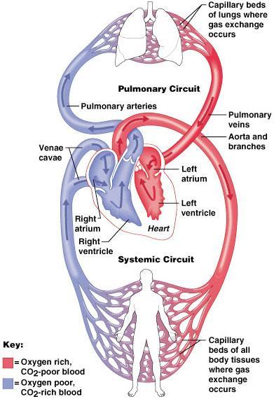 Circulatory routes Systemic circulation: blood flows from the left ventricle of the heart through blood vessels to all parts of the body (except gas exchange tissues of lungs) and back to the right