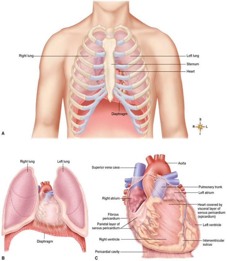 Coverings of the Heart: Anatomy Pericardium a double-walled sac around the heart composed of: A superficial fibrous pericardium A deep two-layer serous pericardium o The parietal layer lines the