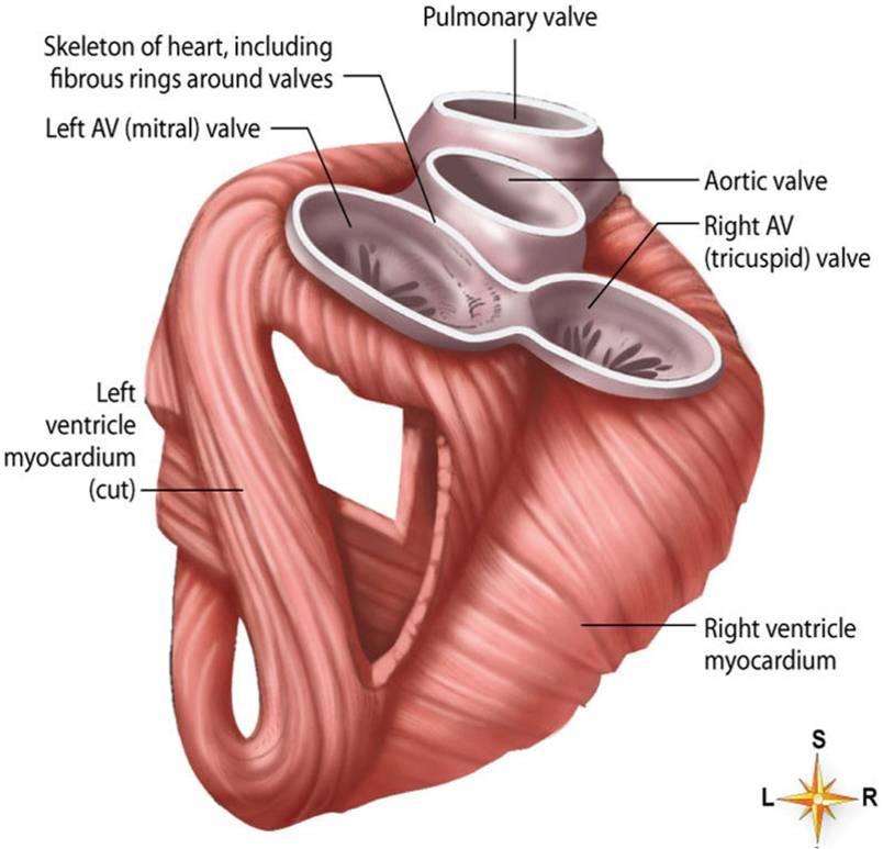 Atrioventricular (AV) Valves Atrioventricular (AV) valves: prevent blood from flowing back into the atria from the ventricles when the ventricles contract o Tricuspid valve (right AV valve): guards
