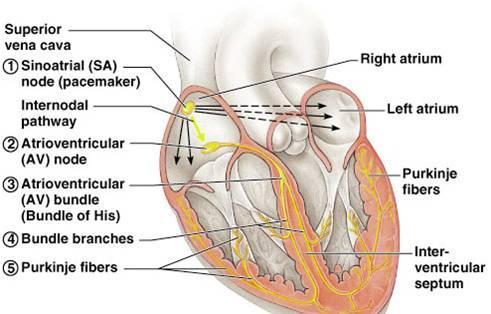 cardiac muscle, it generates and distributes the heart s own rhythmic contractions; can be regulated by afferent nerves Most fibers end in the SA node, but some