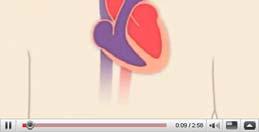 The Cardiovascular System BIO 250 Human Anatomy & Physiology Preview of Heart Action http://www.youtube.com/watch?