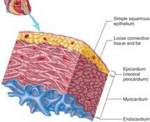muscle tissue, initiates and conducts depolarization