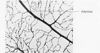 continuous capillaries Endothelial cells of brain capillaries are