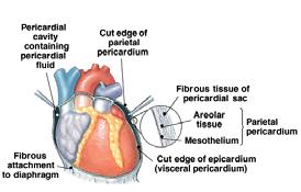 layered pericardium encloses the heart.