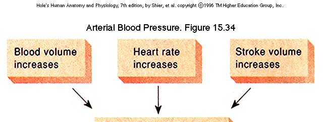 Factors that influence arterial blood pressure Blood