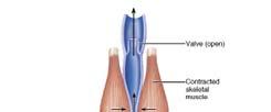 Venous blood flow Venous blood flow is NOT a direct result of heart action; it depends on skeletal muscle
