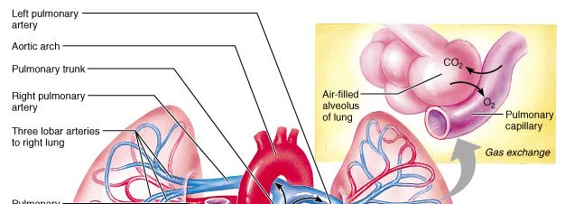 Breathing Movements and Venoconstriction on Venous Return The action of inhalation causes the diaphragm to descend into the abdominal cavity, compressing the inferior vena cava and forcing blood up
