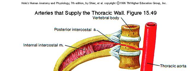 Arteries to the thoracic and abdominal walls Branches of the subclavian artery and thoracic aorta supply the thoracic