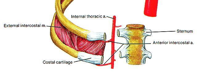 Arteries to the Abdominal Region Three unpaired arteries supply abdominal and pelvic organs Celiac trunk Superior