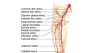 Arteries to the pelvis and