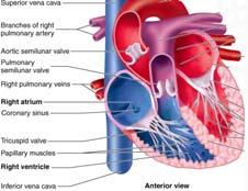 Ventricles The atrium and ventricle on each side of the heart communicate through an atrioventricular orifice.