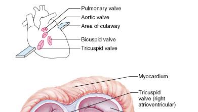 pulmonary veins.