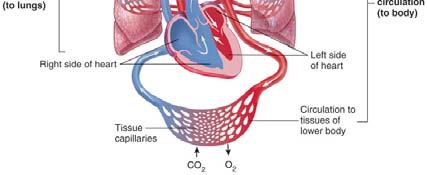 After the blood is oxygenated in the lungs and some of its carbon dioxide is removed, it returns to the left side of the heart through the pulmonary veins.