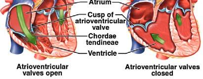 Heart Actions Cardiac cycle The atria contract while the ventricles