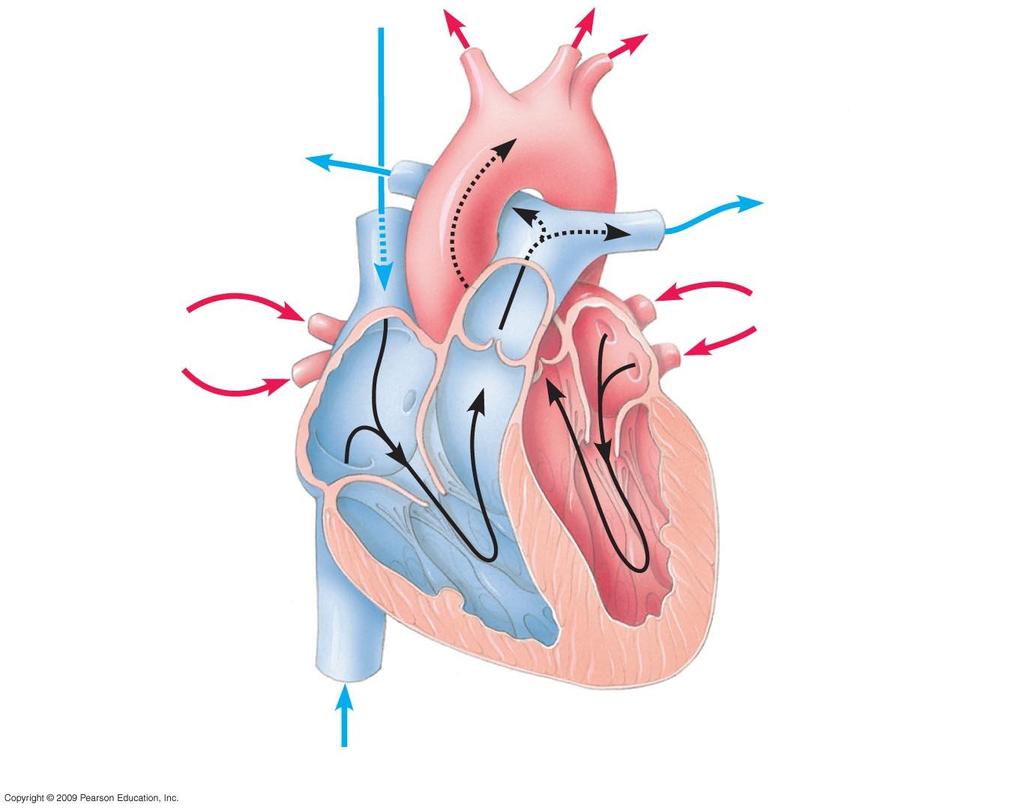 Right atrium From lung Semilunar valve To lung Atrioventricular (AV) valve To lung Left