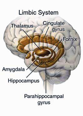 Limbic System: impacts our behaviour plays a role in basic instincts such as sleeping and eating plays a role in emotions impacts our sense of smell the hippocampus, which is part of the limbic