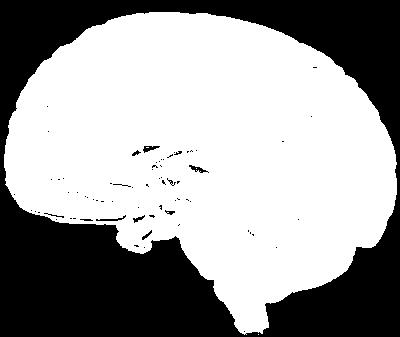 the cerebral cortex, as nearly all