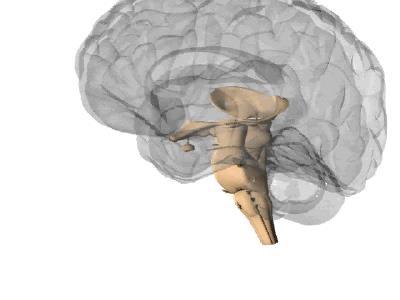 The brainstem can be divided into three major sections.