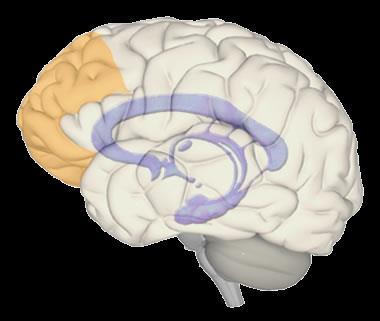 Emotion Emotions are an extremely complex brain function. The emotional core of the brain is the limbic system. This is where senses and awareness are first processed in the brain.