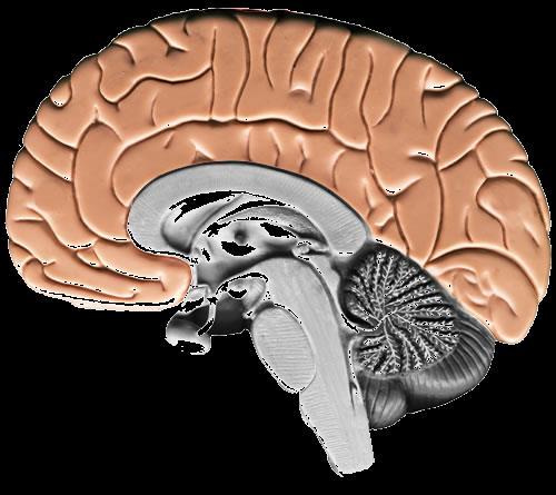The Cerebrum The largest portion of the brain is the cerebrum.