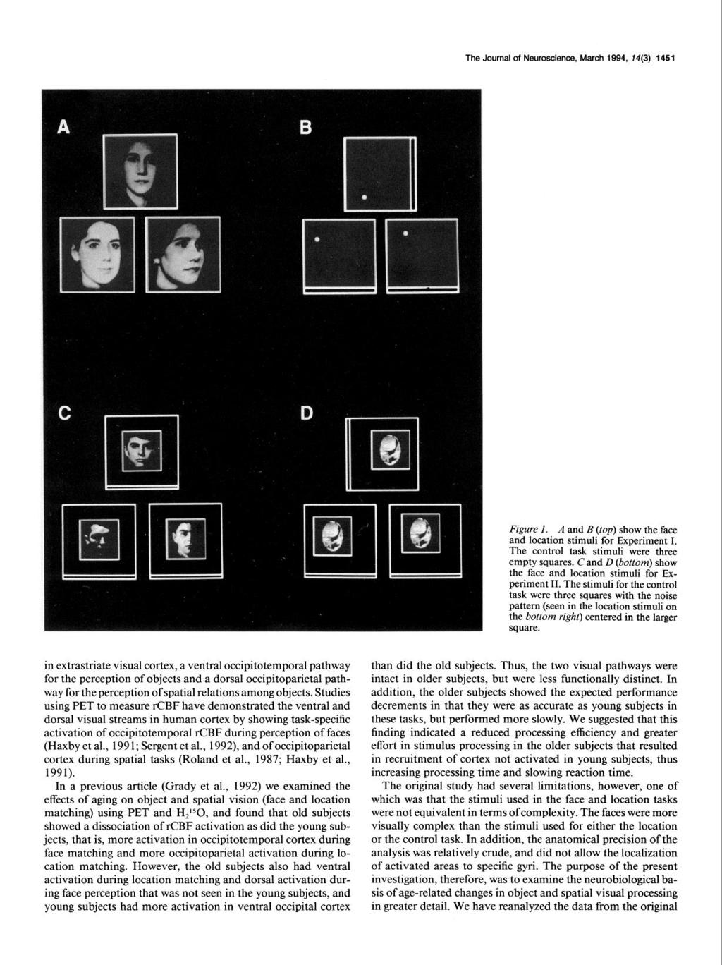 The Journal of Neuroscience, March 1994, 74(3) 1451 in extrastriate visual cortex, a ventral occipitotemporal pathway for the perception of objects and a dorsal occipitoparietal pathway for the