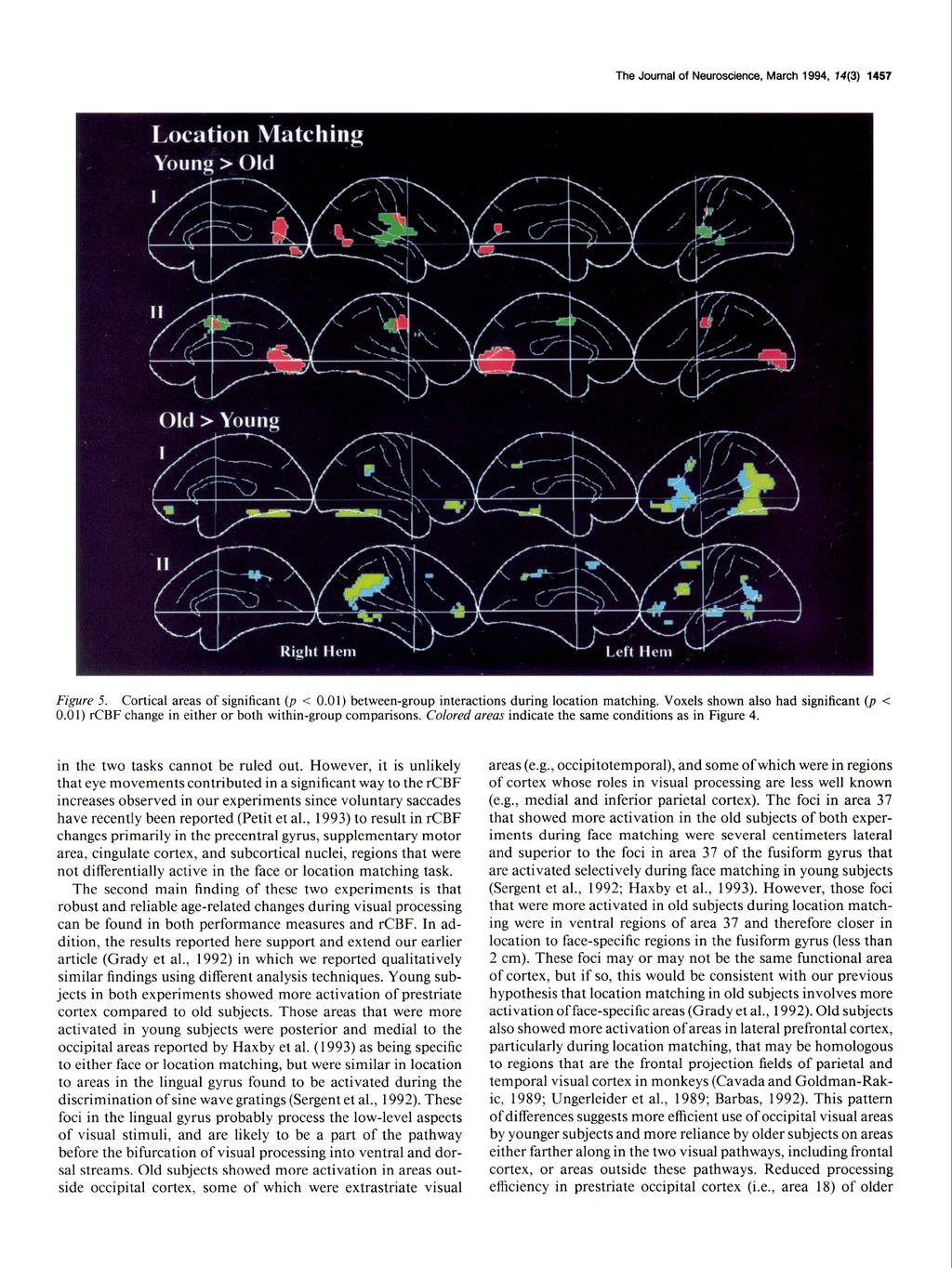 The Journal Location Young of Neuroscience, March 1994, 14(3) 1457 Matching > Old Fzgure 5. Cortical areas of significant (p < 0.01) between-group interactions during location matching.