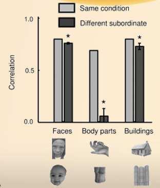 the representation in EBA Body Parts segregation in