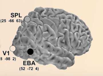 Cerebral Cortex Configural Processing of Bodies pips/ SPL Representation of the