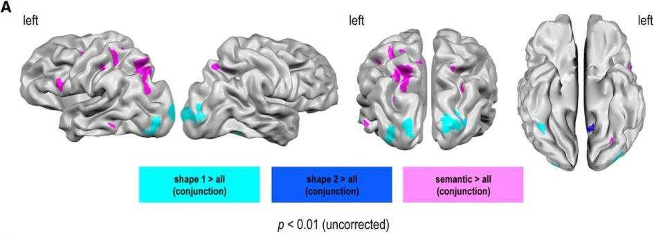Body Parts organization in the human brain Also in left pips the semantic model is the best! Bracci S et al (2015).