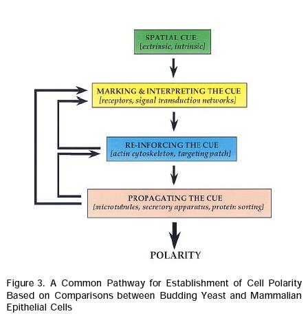 epithelial cell polarity