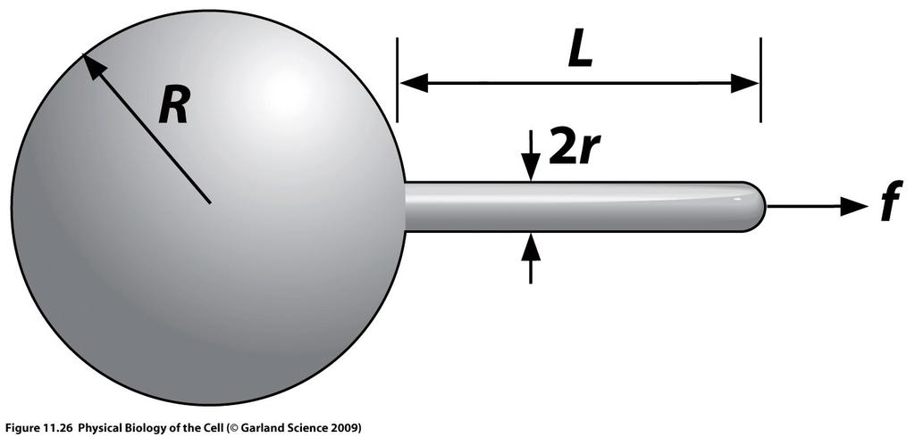 Calculation of a force needed to pull out a tether Free energy associated with bending and