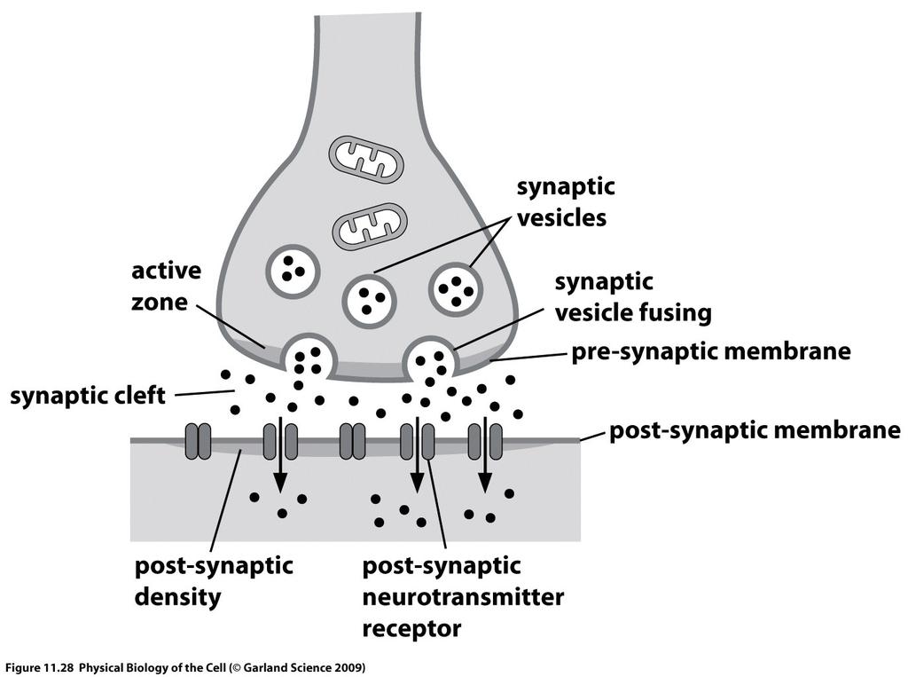 Example of exocytosis: synaptic vesicles deliver neurotransmitter molecules