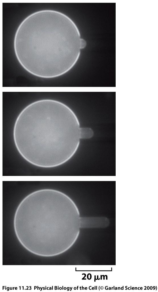 Micropipette aspiration experiment (fluorescent images) Membrane doped with a small