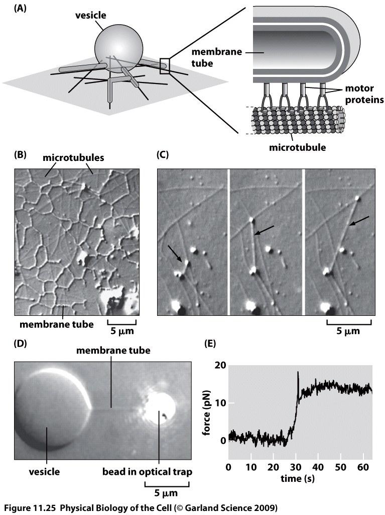 In vivo membranes include: endoplasmic reticulum trans-golgi network tubular and recticular structure Biological