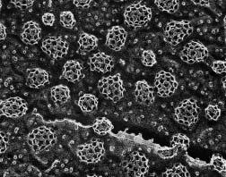 17 VESICULAR TRAFFIC, SECRETION, AND ENDOCYTOSIS Electron micrograph of clathrin cages, like those that surround clathrin-coated transport vesicles, formed by the in vitro polymerization of clathrin
