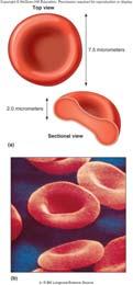 Cells Red blood cells (RBCs): Also called erythrocytes Biconcave disc shape One-third hemoglobin: Oxyhemoglobin (with O 2 ) Deoxyhemoglobin