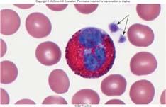 Eosinophils: Coarse granules; stain deep red in acid stain Bi-lobed nucleus Moderate allergic reactions Defend against parasitic worm infestations 1% - 3% of leukocytes Elevated in