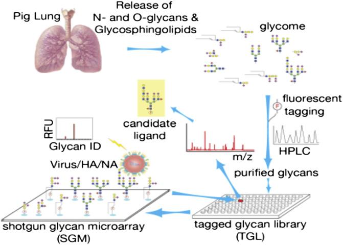 Fig. 1. Principle of shotgun glycan microarrays from pig lung.