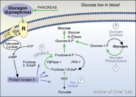 Glucagon pancreas A cells; GI tract L cells GLUCAGON Glucagon production / regulation Amino acids Blood glucose level ACh GI