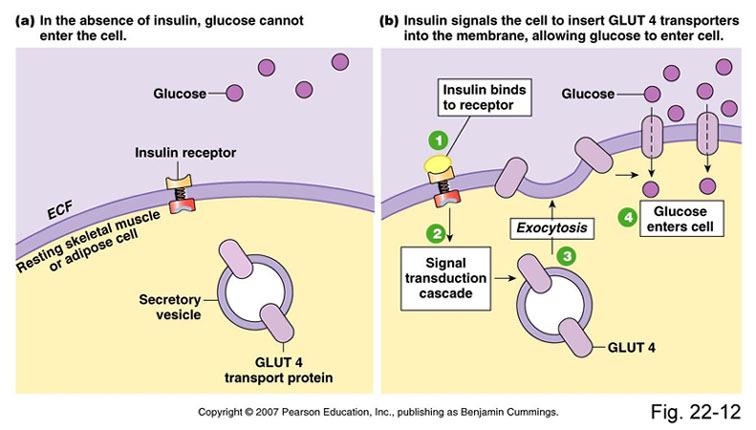 -glucose cotransport (luminal membrane) GI-tract Kidney B/ facilitated diffusion (basal membrane) GLUT 1-6 GLUT-1: endothelial cells of BBB,