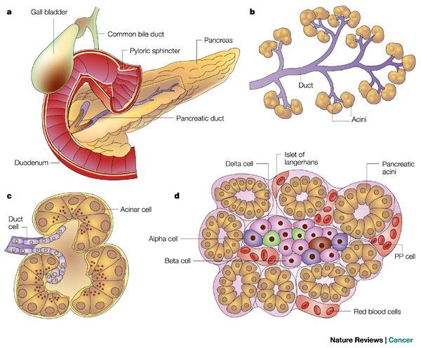 Somatostatin - inhibits endocrine function of pancreas (3-10