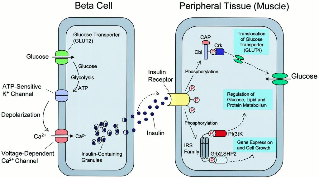 1. Cellular rearrengement (s) Translocation of GLUT