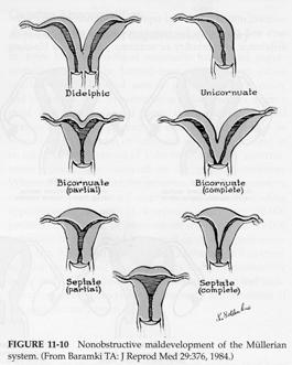 Embryology Fallopian tubes, uterus, cervix, and a portion of the vagina Mullerian ducts appear approximately 37 days after fertilization Continue to grow and fuse in the midline Urogenital septum