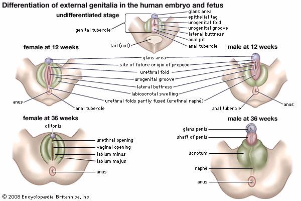 Sex Development Physical genitalia are