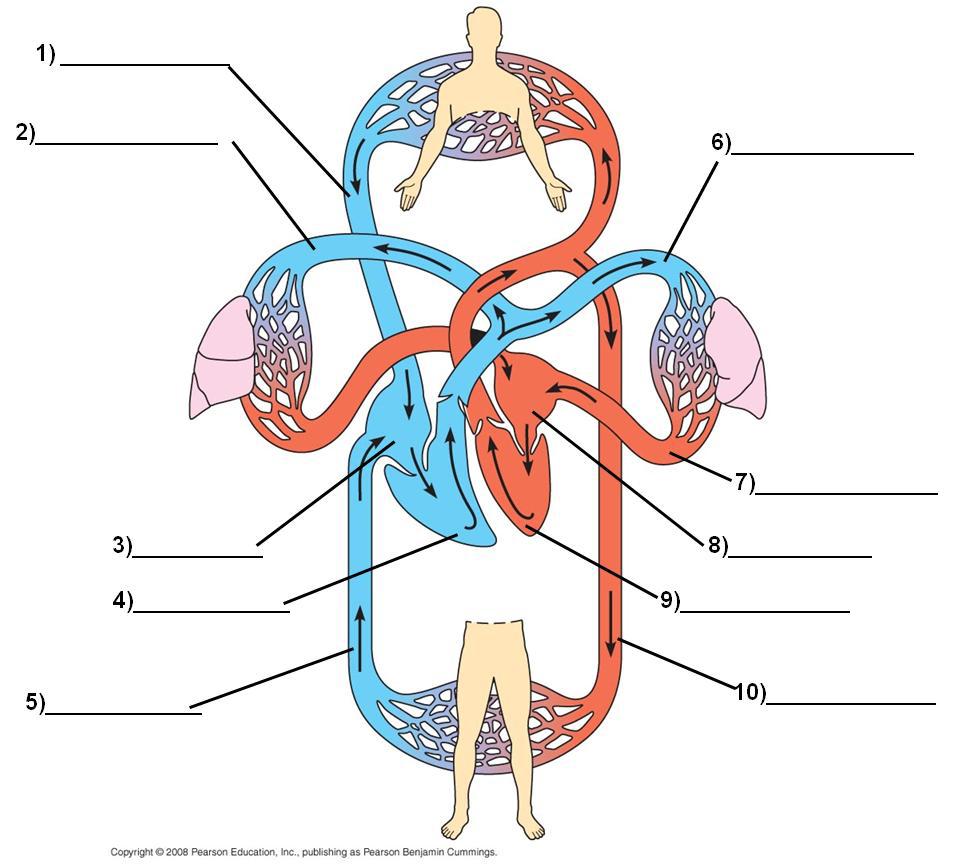 Question 9 (15 points). a) Label the anatomy of the mammalian cardiovascular system as indicated (10 sites), then proceed to parts (b) and (c) listed below. A) See figure 42.6 in both text versions.