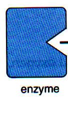 The place on the enzyme where the reaction takes place is called the active site. Each enzyme is specific for one substrate. Enzymes have 5 important properties: 1.
