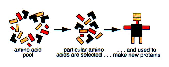 together by peptide bonds.