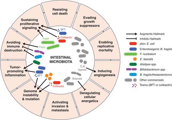 Microbial Influence in Inflammation and Cancer Fulbright LE et al.