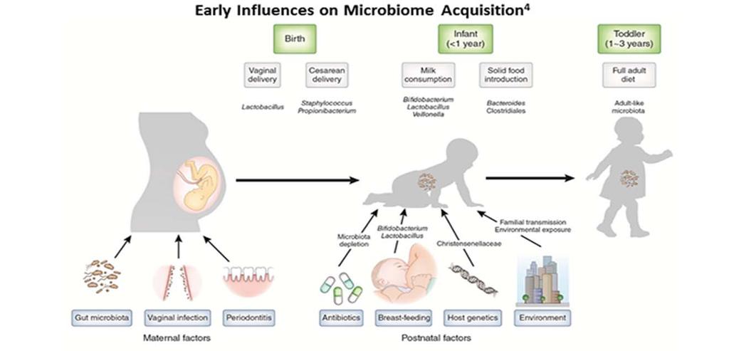 Microbiome, A Human Organ Reasonable to view microbiome as an organ Weighs ~1kg although is without distinct structure Organized system of cells more akin to immune system
