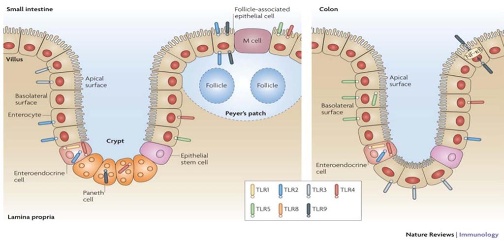 Sensing of Bacteria by Intestinal Epithelial Cells Abreu MT 2010 Importance of Host-Microbiome Alignment Microbiome may cause disease directly or indirectly, when this delicate balance is